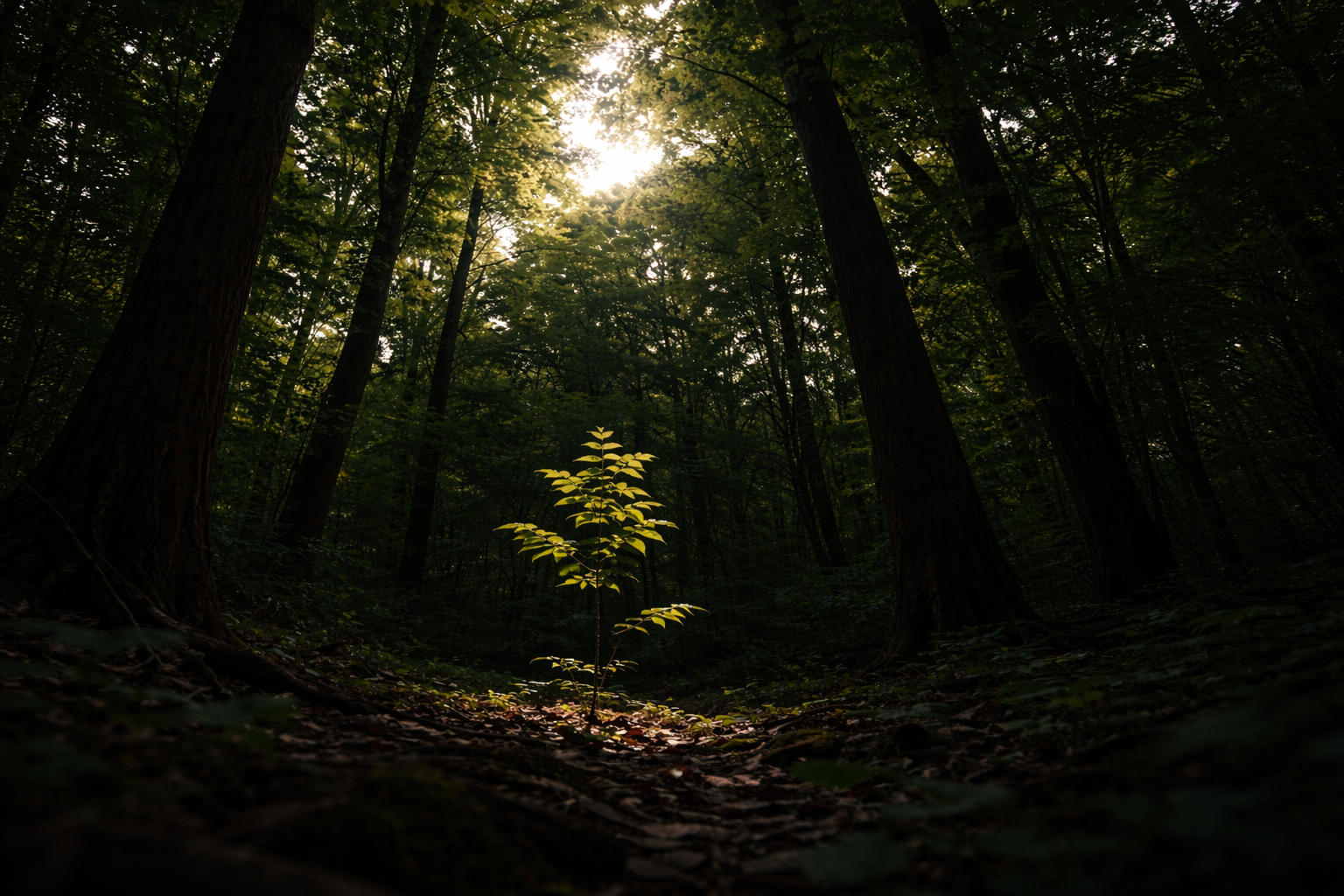 A young tree grows in deep shade beneath towering forest trees, stretching toward visible sunlight above that is obstructed by the surrounding canopy.